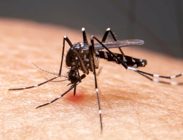 Medidas de prevenção e cuidados no enfrentamento e combate a dengue