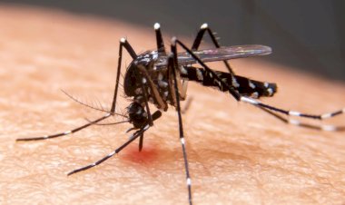 Medidas de prevenção e cuidados no enfrentamento e combate a dengue