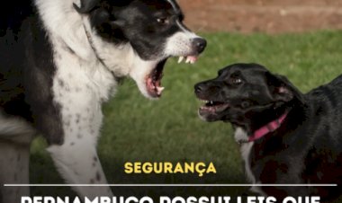 Aumento dos ataques de cães considerados “antissociais” em Pernambuco levanta um debate sobre segurança e responsabilidade dos tutores