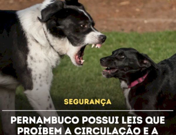 Aumento dos ataques de cães considerados “antissociais” em Pernambuco levanta um debate sobre segurança e responsabilidade dos tutores
